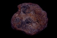 藏品(象右肱骨上端)的圖片